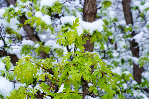 Snow Covered Landscape in Springtime - Snow storm in spring covering the green lush foliage with fresh snow.