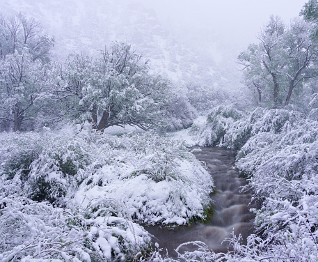 Snow Covered Landscape in Springtime - Snow storm in spring covering the green lush foliage with fresh snow.