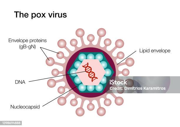 Pox Def The Pox Virus Stock Illustration - Download Image Now - Animal, Built ...