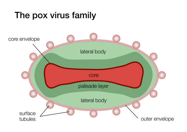 The Pox Virus Stock Illustration - Download Image Now - Animal