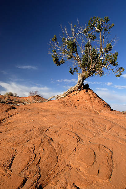 Twisted albero, arenaria rossa - foto stock