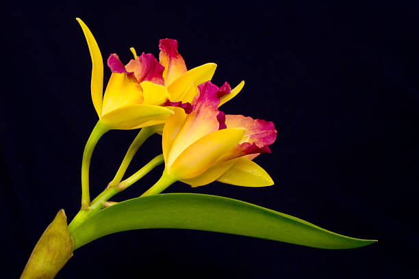 Yellow Orchid Yellow cattleya orchid from Hawaii cattleya magenta orchid tropical climate stock pictures, royalty-free photos & images