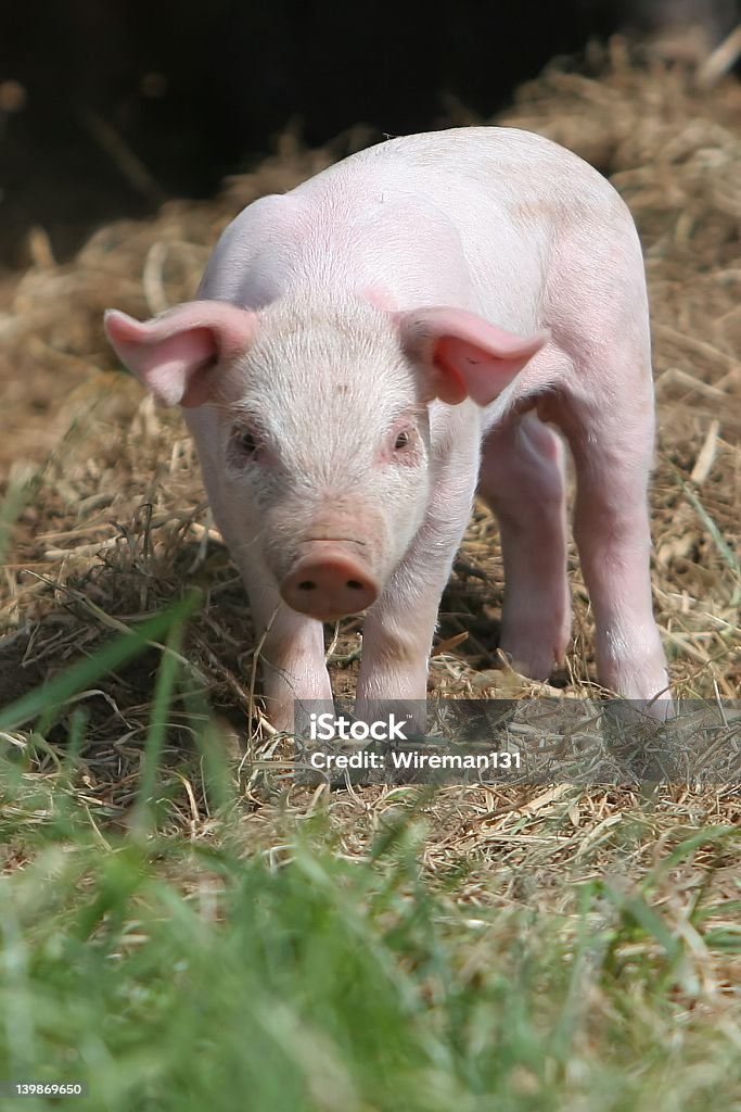 Bebé de cerdo - Foto de stock de Aire libre libre de derechos