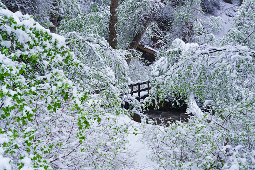 Bridge Over Creek in Springtime with Fresh Snow - Lush green foliage scenic view with snow covering the landscape.
