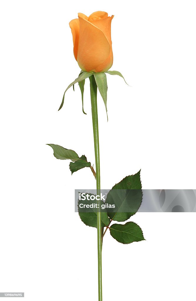 single rose - Lizenzfrei Blatt - Pflanzenbestandteile Stock-Foto