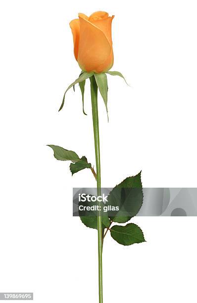 Single Rose Stockfoto und mehr Bilder von Blatt - Pflanzenbestandteile - Blatt - Pflanzenbestandteile, Blume, Blumenschmuck