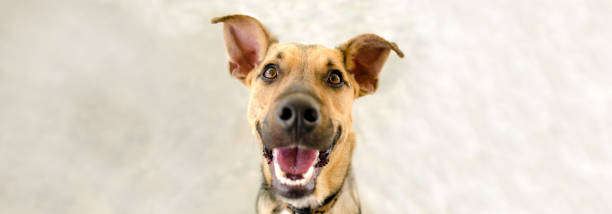 istock Happy Dog Excited Banner 1398697220