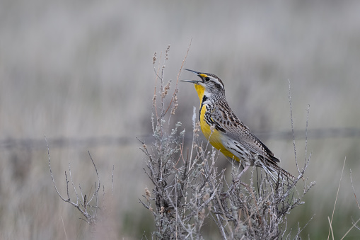 Western Meadowlark perched, singing on top of a sage brush plant on the Montana prairie in northwestern USA.