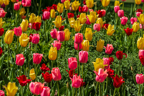 Red, Pink, and Yellow tulips in a garden during the summer.
