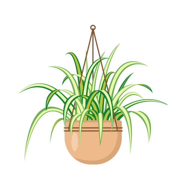 Chlorophytum or spider plant in hanging flower pot. Chlorophytum or spider plant in hanging flower pot. Decorative indoor houseplant isolated on white background. Flat or cartoon vector illustration for cozy home or office interior. spider plant animal stock illustrations
