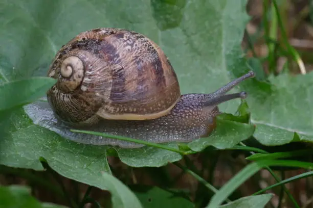 Photo of Macro close up of snail moving on the green leaf. Slag gliding on the plant leaves. Large mollusk snails with brown striped shell, crawling on green leaf