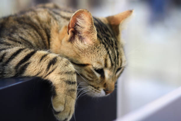 Intimate close-up of a tabby cat with striking yellow-green eyes and finely textured fur. The cat’s brown, black, and gray striped coat is sharply defined against a softly blurred background, drawing attention to its focused gaze and delicate whiskers. Ideal for pet photography, emotional storytelling, and visual content emphasizing animal expression and detail.