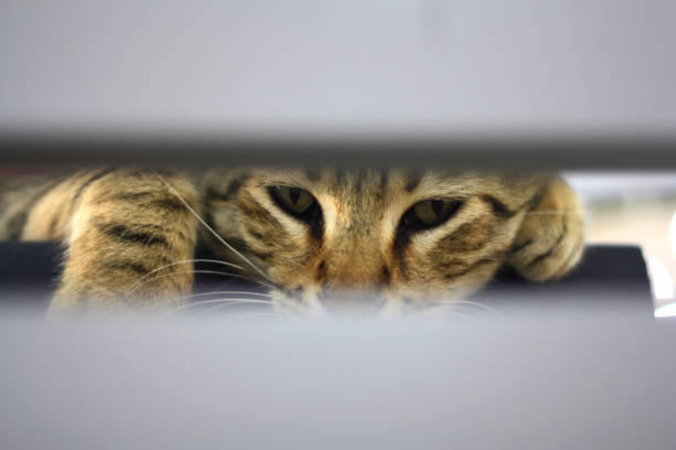 istock Beautiful tabby kitten is resting and looking at the camera 1398700481