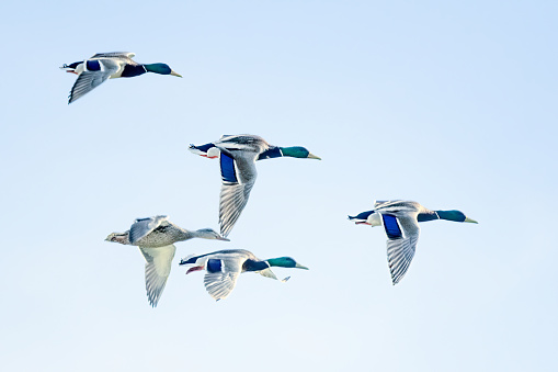 Pair of Mallard Ducks Flying Low Over the River