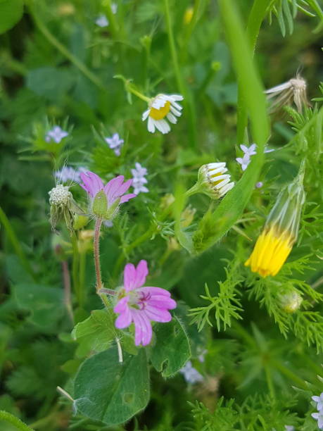Colorful flowers blooming wildly in the field