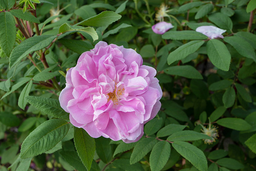 Old fashioned pale pink shrub rose aromatic flower in the garden.