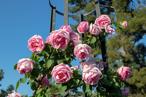 Pale pink old fashioned climbing rose flowers on the clear blue sky