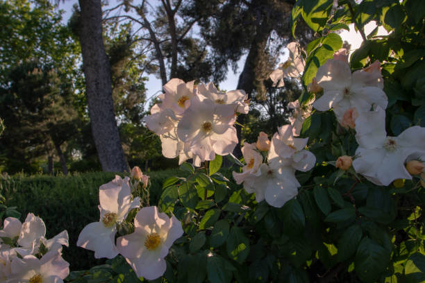 white climbing rose flowers - color image light pink dramatic sky imagens e fotografias de stock