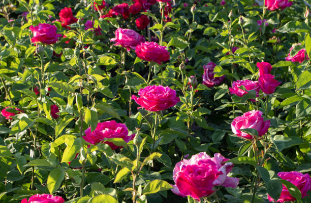 istock Bright magenta rose flowers at the sunset. 1398700692