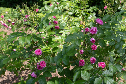 Rugosa rose with small bright pink carnation-like flowers in clusters