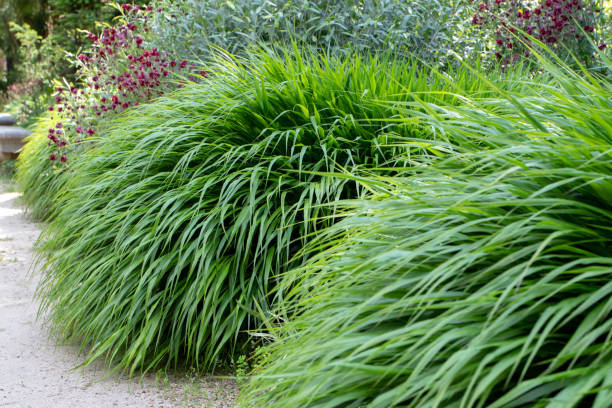 istock Hakonechloa macra or japanese forest grass or hakone grass 1398700776