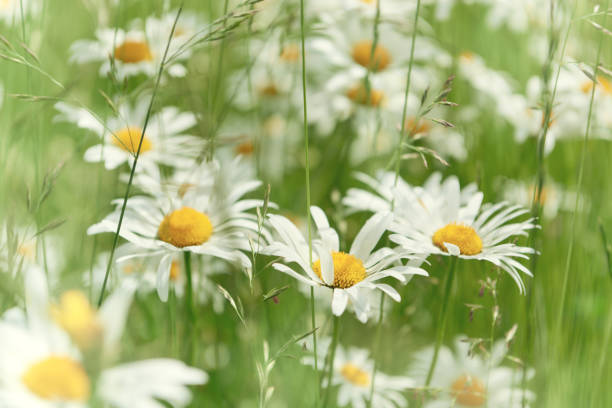 Nature background with wild flowers camomiles. Close up.