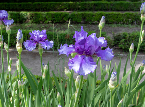 Bearded iris cultivar flowers with blue standards, blue falls with violet center and pale edges and violet beard.