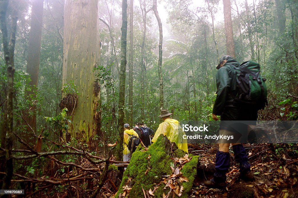 Floresta de Neblina - Royalty-free Acender Foto de stock