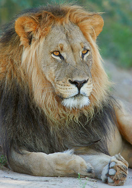 istock Big male African lion 139870119