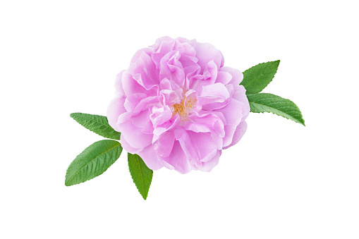 Old fashioned pale pink shrub rose aromatic flower isolated on white.