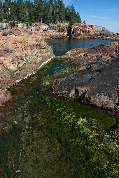 istock Tidal Pond, Acadia National Park 139870161