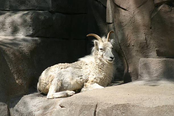 Mountain Goat stock photo