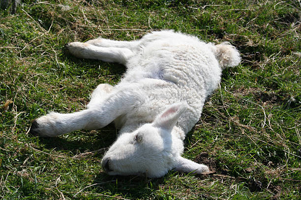 Sick lamb Sick lamb meek as a lamb stock pictures, royalty-free photos & images