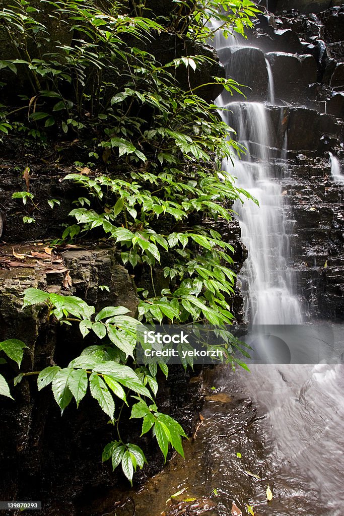 Falls i bush, Barrington Tops NP, NSW, Australia - Zbiór zdjęć royalty-free (Australia)