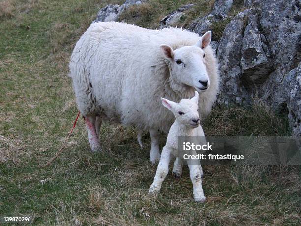 Pecore Con Neonato Agnello - Fotografie stock e altre immagini di Agnello - Animale - Agnello - Animale, Ambientazione esterna, Animale