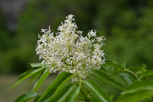 Orniello. Fraxinus ornus is a species of plant in the Oleaceae family.