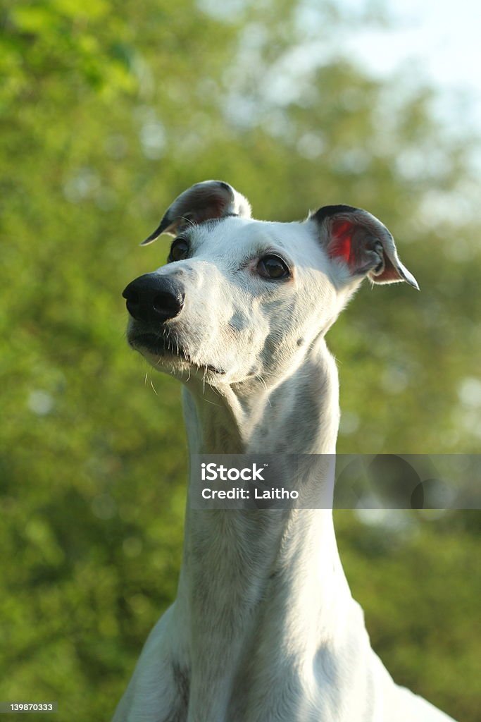 greyhounds 세로는 - 로열티 프리 0명 스톡 사진
