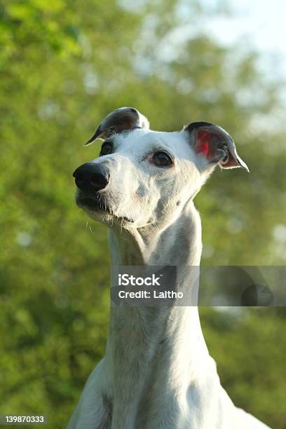 Greyhounds Portret - zdjęcia stockowe i więcej obrazów Bez ludzi - Bez ludzi, Duma - Pozytywne emocje, Dyskietka