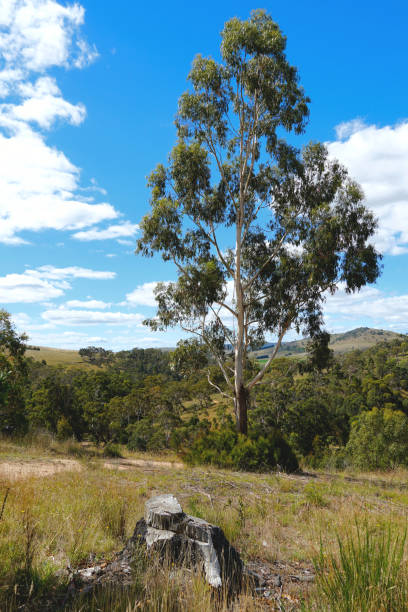 istock Omeo,  Victoria,  Australia 1398703569