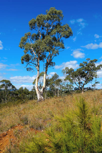 istock Omeo,  Victoria,  Australia 1398703575