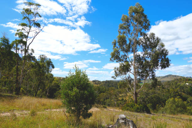istock Omeo,  Victoria,  Australia 1398703639