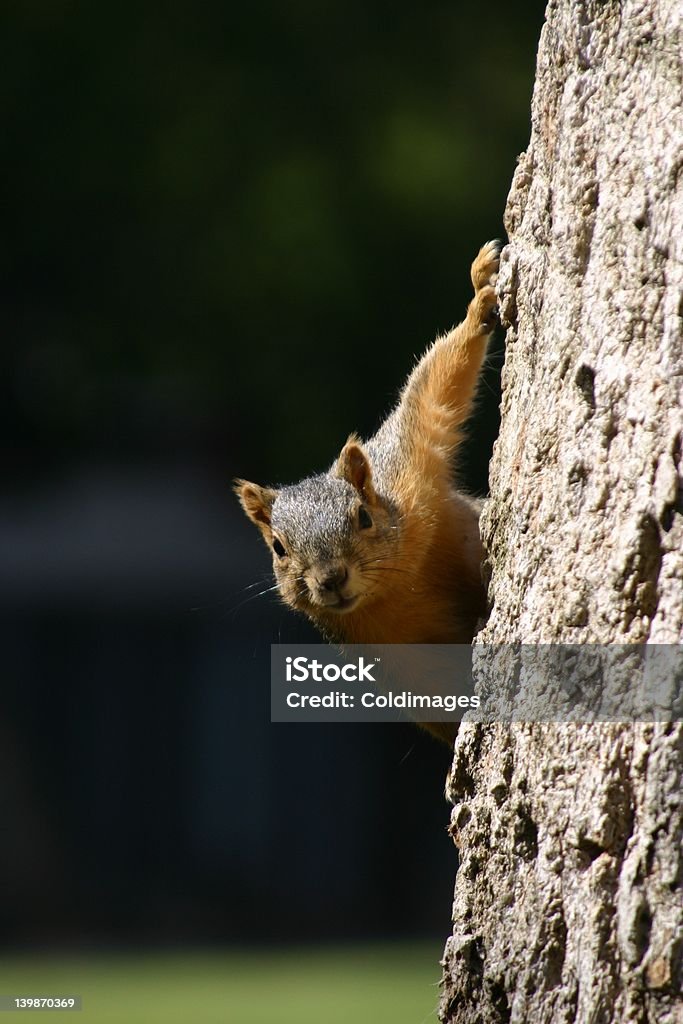 Squirrel - Zbiór zdjęć royalty-free (Ciekawość)