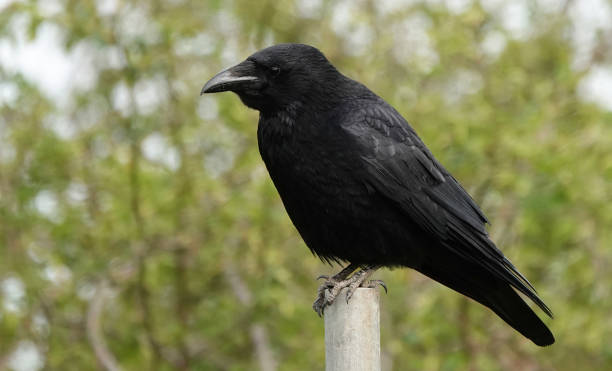 istock A close-up selective focus shot of a carrion crow perching on a post against a blurry green background. 1398704589