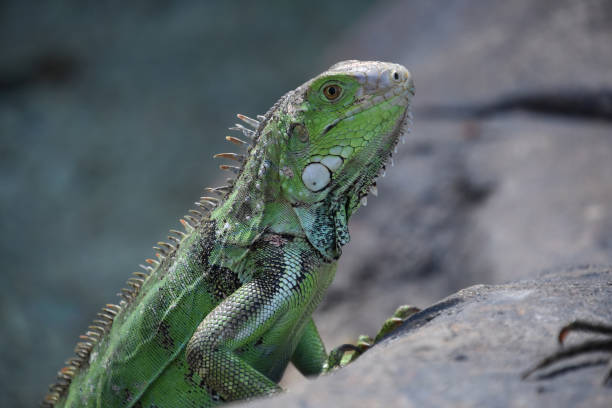 istock Looking into the Eye of a Green Iguana 1398704591