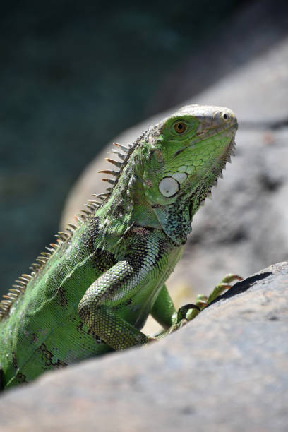 istock Profile of a Green Iguana Lizard on a Rock 1398704670