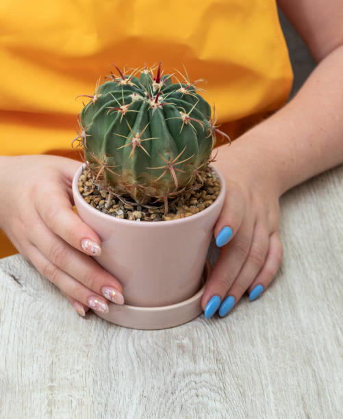 istock Female hands hold pot with cactus ferocactus latispinus. Selective focus. Picture for articles about hobbies, plants. 1398704735