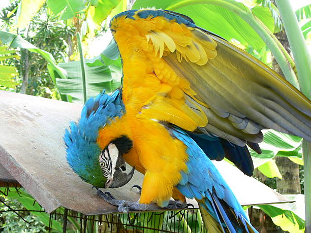 macaw stock photo