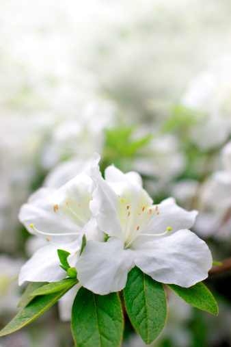 Azalea flowers on white background with copyspace