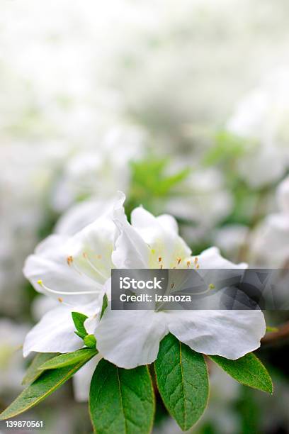 Весна Azaleas — стоковые фотографии и другие картинки Азалия - Азалия, Белый, Апрель