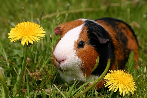 istock Black, brown and white Guinea pig sitting in the grass 139870571